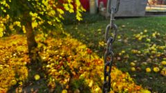 This is a picture of the chain of a swing under an apple tree; out of focus in the background are many apples littered across the ground lit by the setting sun.