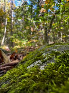 A moss-covered rock in the woods of Castleton. The forest is in the background.